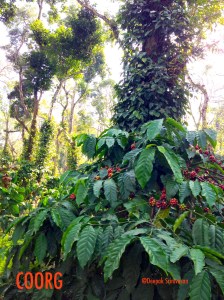 Coffee & Pepper, Coorg