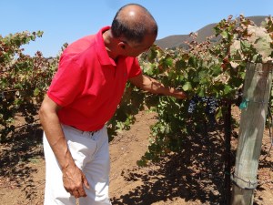 Dhruv Khanna of Kirigin Cellars